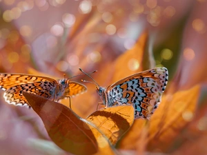 Leaf, butterflies, fuzzy, Red-Band Fritillary, Two cars, Bokeh, background